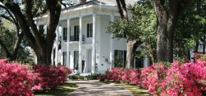 a pink flower is standing in front of Bragg-Mitchell Mansion